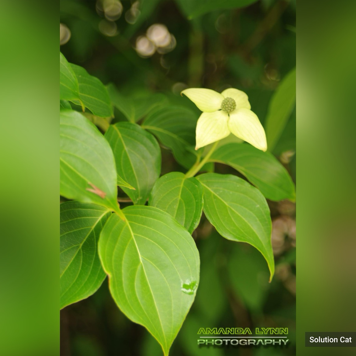 Photography of nature